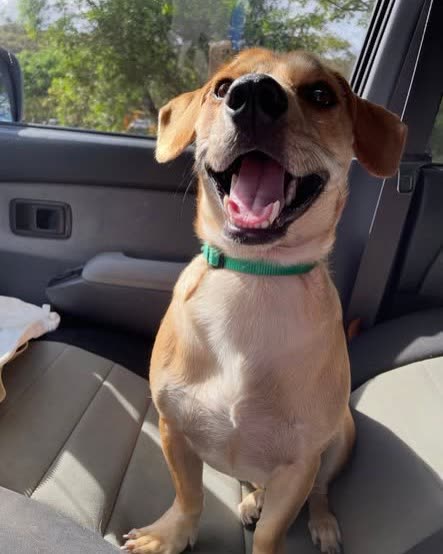 LOST PET - Oahu | SSH Search
