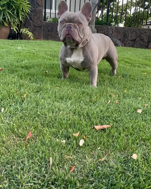 LOST PET - Oahu | SSH Search