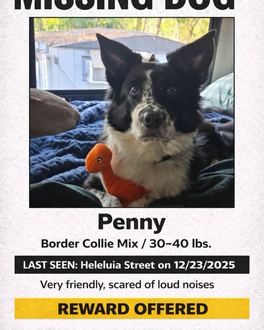 LOST PET - Oahu | SSH Search