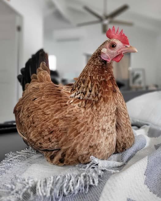 LOST PET - Oahu | SSH Search