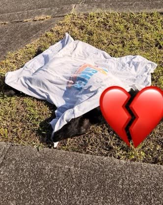 FOUND PET - Oahu | SSH Search