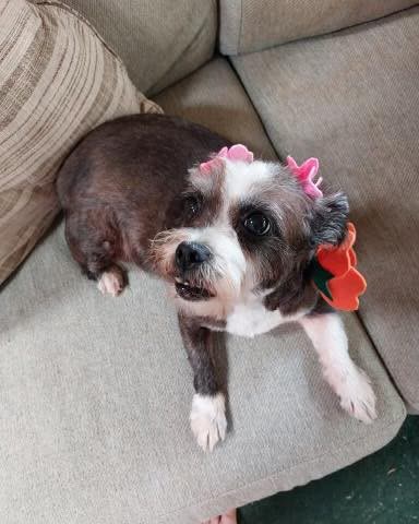 FOUND PET - Oahu | SSH Search