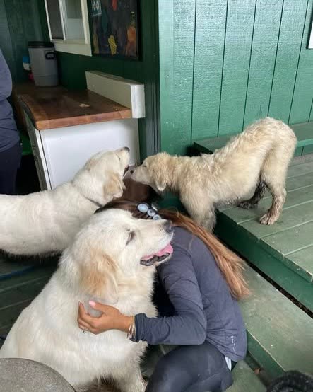 FOUND PET - Oahu | SSH Search