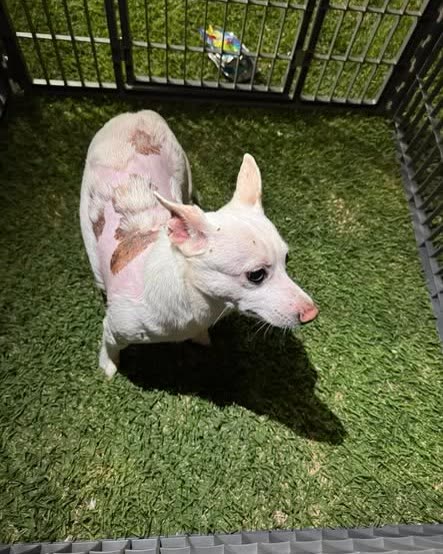FOUND PET - Oahu | SSH Search