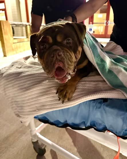 FOUND PET - Oahu | SSH Search