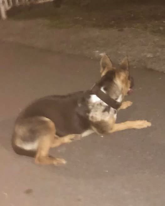 LOST PET - Oahu | SSH Search