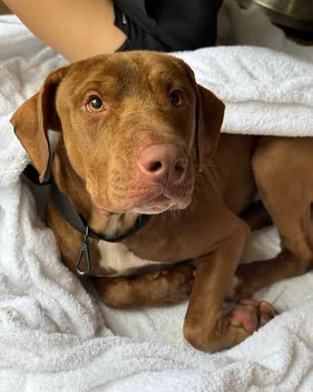 FOUND PET - Oahu | SSH Search