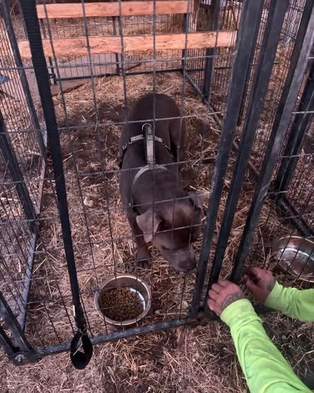 LOST PET - Oahu | SSH Search