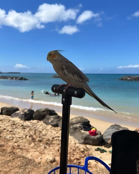 LOST PET - Oahu | SSH Search