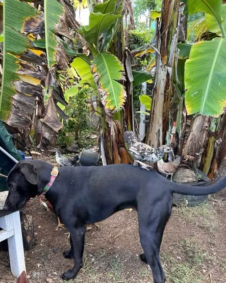 LOST PET - Oahu | SSH Search