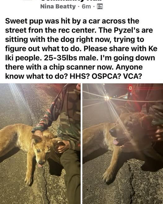 FOUND PET - Oahu | SSH Search