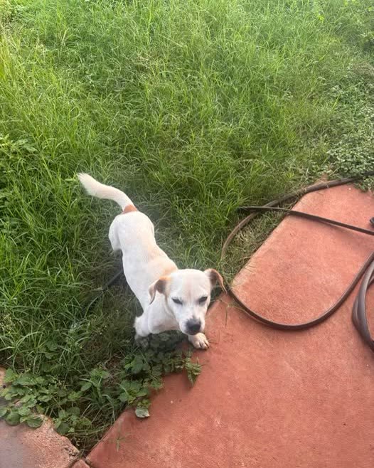 FOUND PET - Oahu | SSH Search