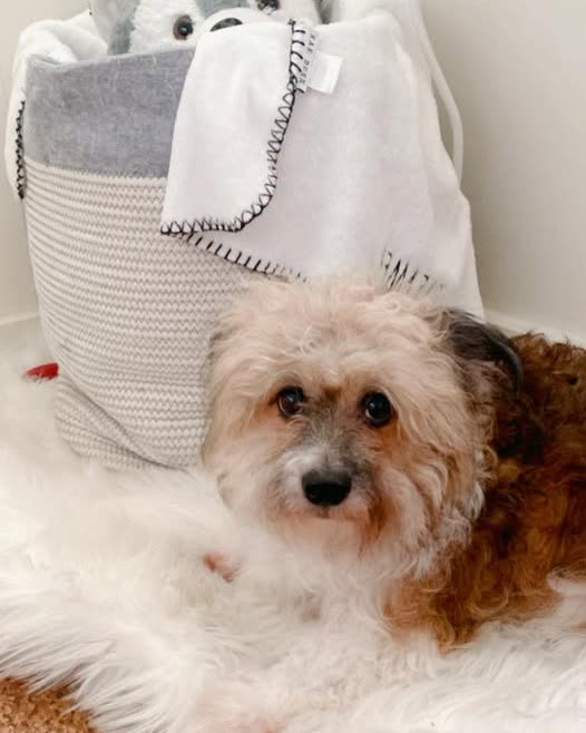 LOST PET - Oahu | SSH Search
