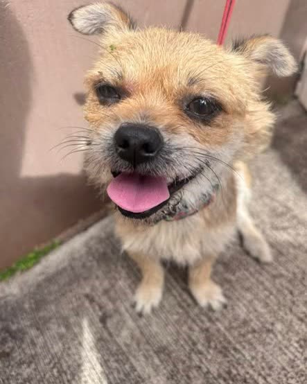 FOUND PET - Oahu | SSH Search