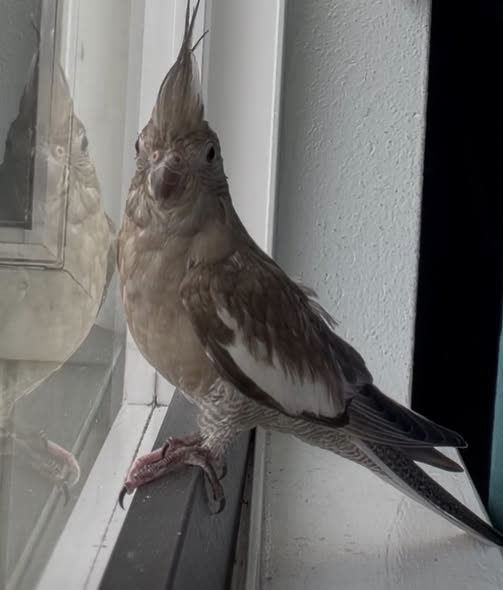 LOST PET - Oahu | SSH Search
