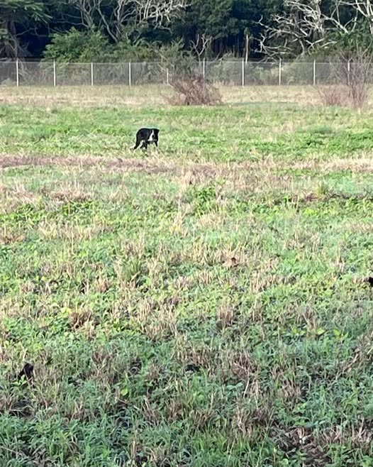 ANIMAL SIGHTING - Oahu | SSH Search