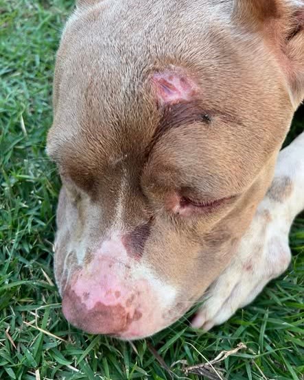 FOUND PET - Oahu | SSH Search