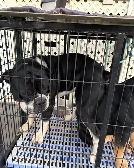 FOUND PET - Oahu | SSH Search