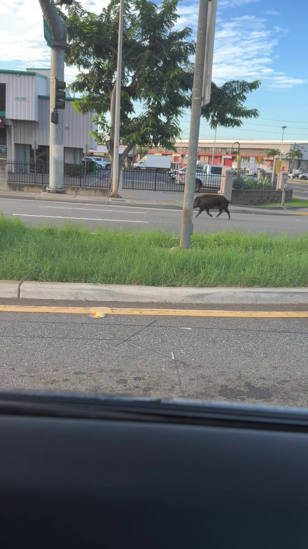 ANIMAL SIGHTING - Oahu | Stolen Stuff Hawaii