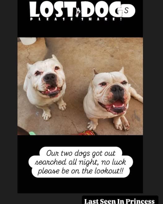 LOST PET - Oahu | SSH Search