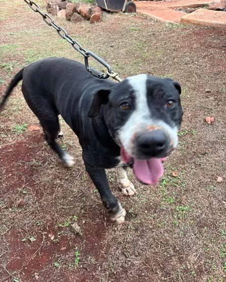 FOUND PET - Oahu | SSH Search