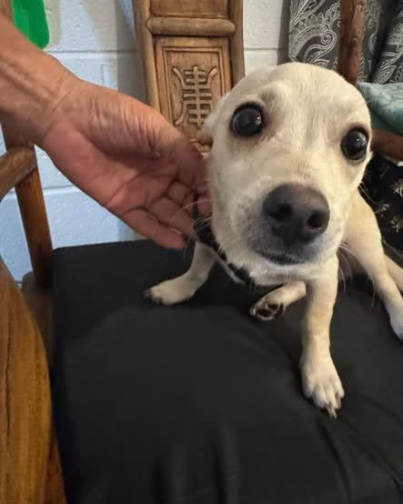 FOUND PET - Oahu | SSH Search