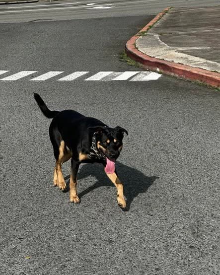 ANIMAL SIGHTING - Oahu | SSH Search