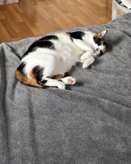 LOST PET - Oahu | SSH Search