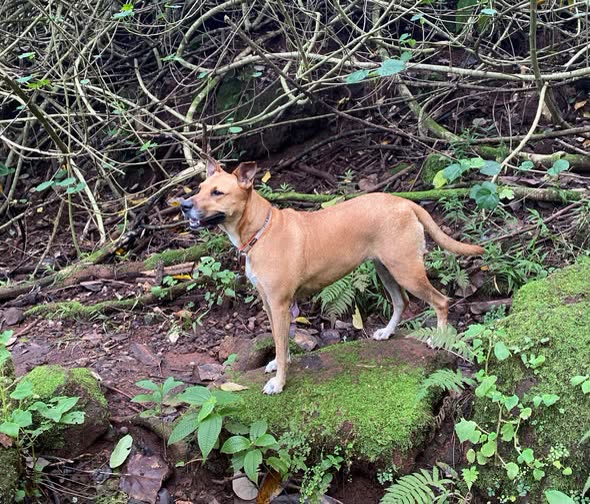 LOST PET - Oahu | SSH Search