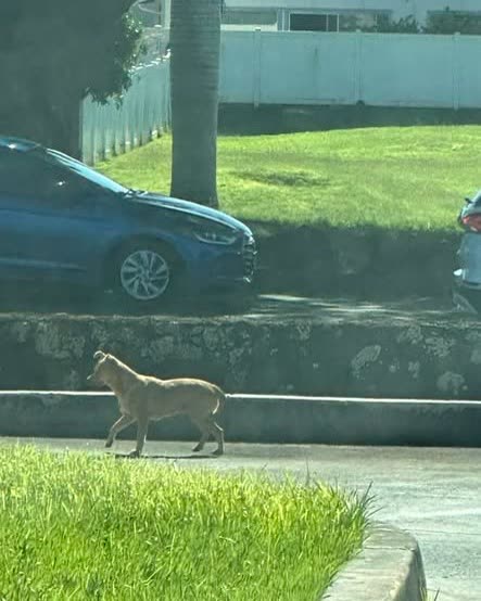 LOST PET - Oahu | SSH Search