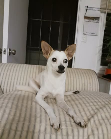 LOST PET - Oahu | SSH Search