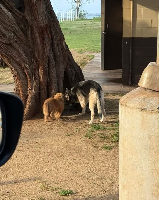 ANIMAL SIGHTING - Oahu | SSH Search