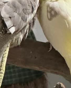 LOST PET - Oahu | SSH Search
