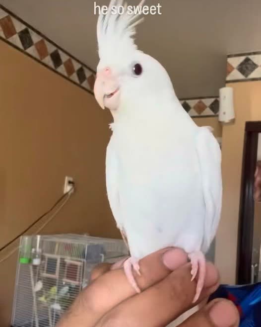 LOST PET - Oahu | SSH Search