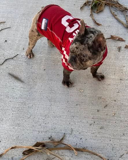 LOST PET - Oahu | SSH Search