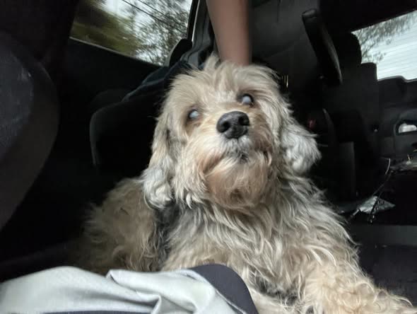 FOUND PET - Oahu | SSH Search