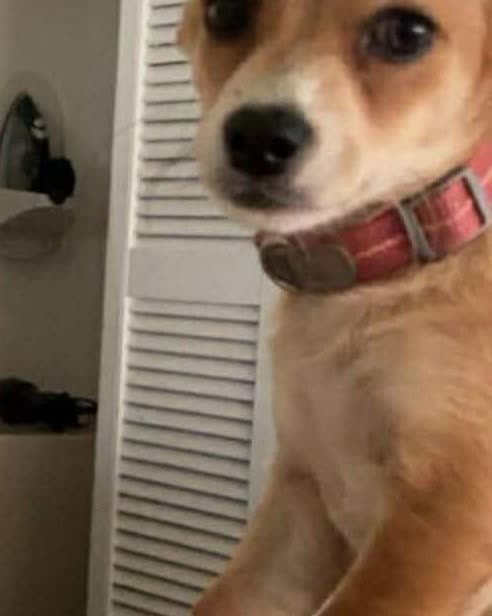 LOST PET - Oahu | SSH Search