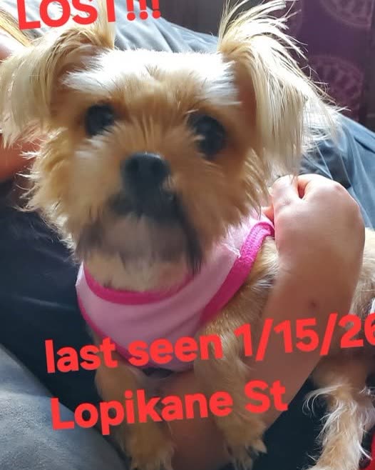 LOST PET - Oahu | SSH Search