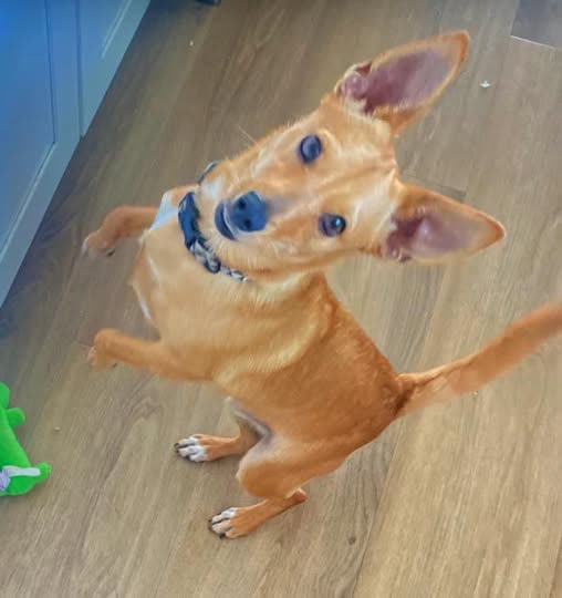 LOST PET - Oahu | SSH Search