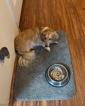 LOST PET - Oahu | SSH Search