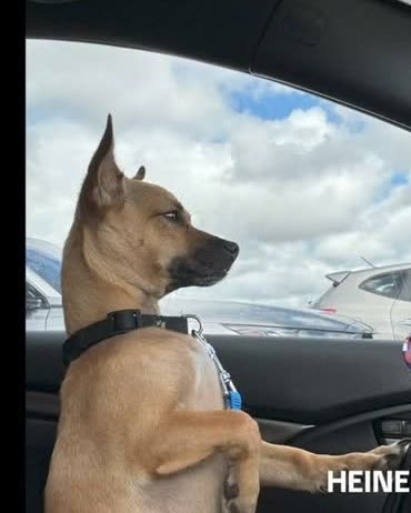 LOST PET - Oahu | SSH Search