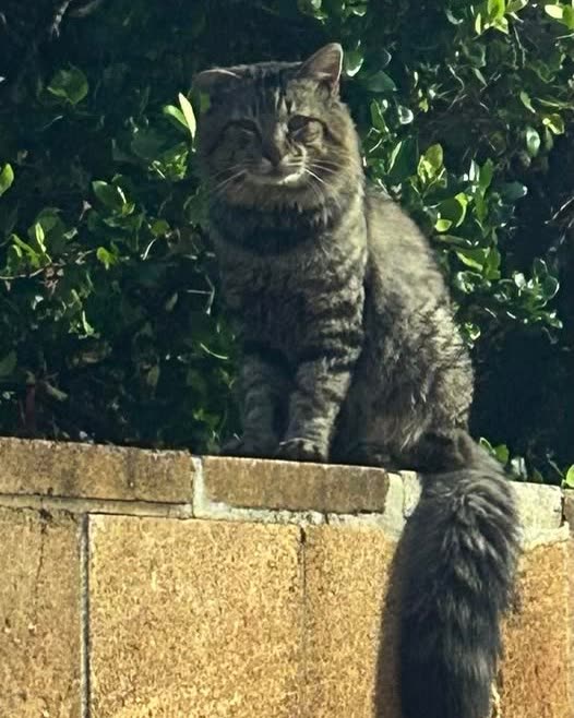 ANIMAL SIGHTING - Oahu | SSH Search