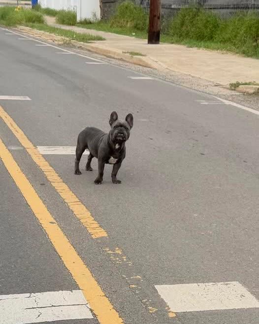 ANIMAL SIGHTING - Oahu | SSH Search