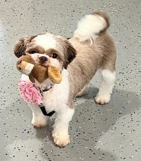 LOST PET - Oahu | SSH Search