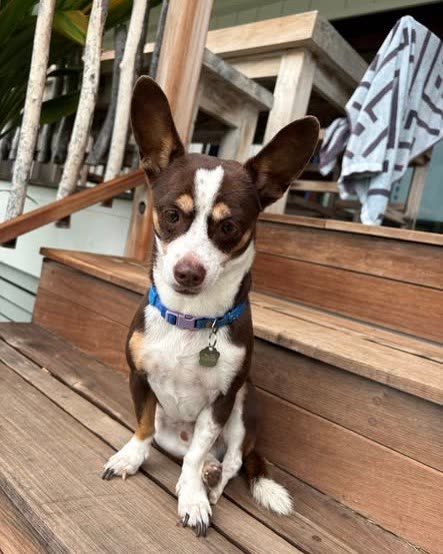 LOST PET - Oahu | SSH Search