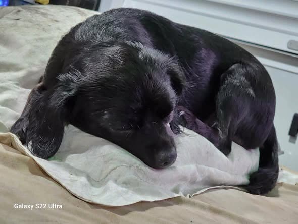 LOST PET - Oahu | SSH Search