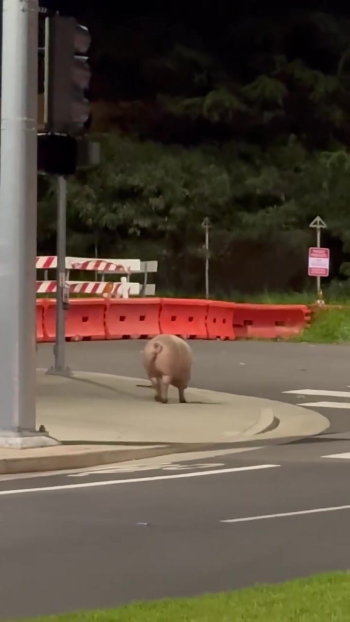ANIMAL SIGHTING - Oahu | Stolen Stuff Hawaii