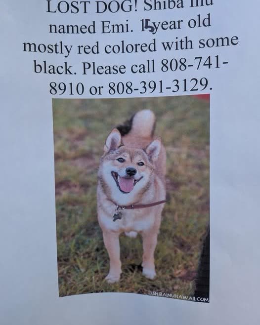 LOST PET - Oahu | SSH Search