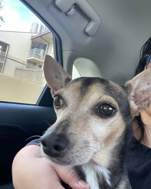 LOST PET - Oahu | SSH Search