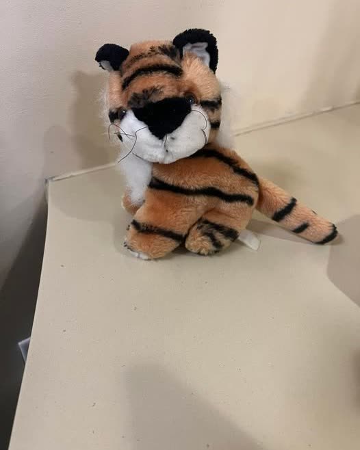 FOUND ITEM - Oahu | SSH Search